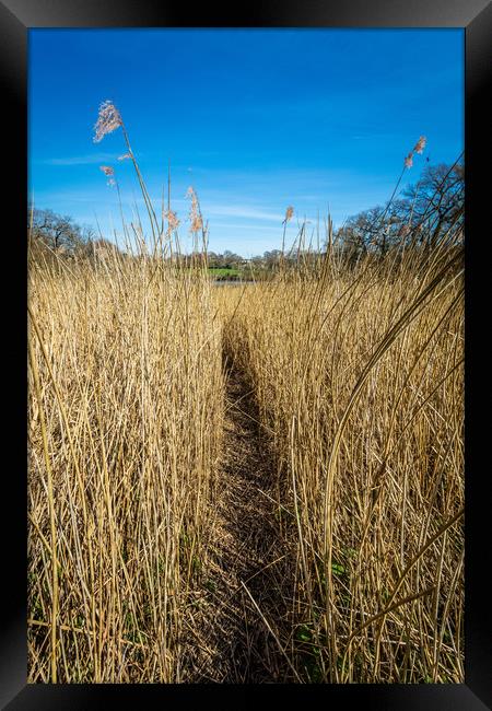 Pathway Through The Reeds Framed Print by Wight Landscapes