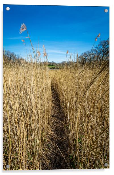 Pathway Through The Reeds Acrylic by Wight Landscapes