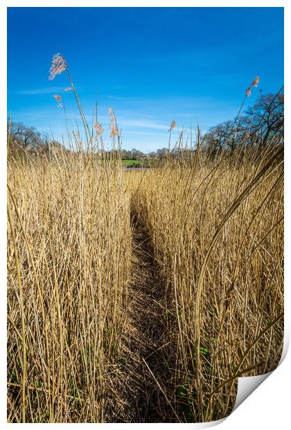 Pathway Through The Reeds Print by Wight Landscapes