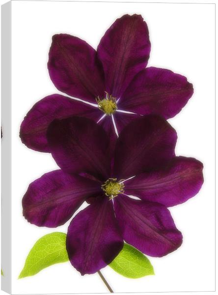 CLEMATIS Canvas Print by Anthony R Dudley (LRPS)