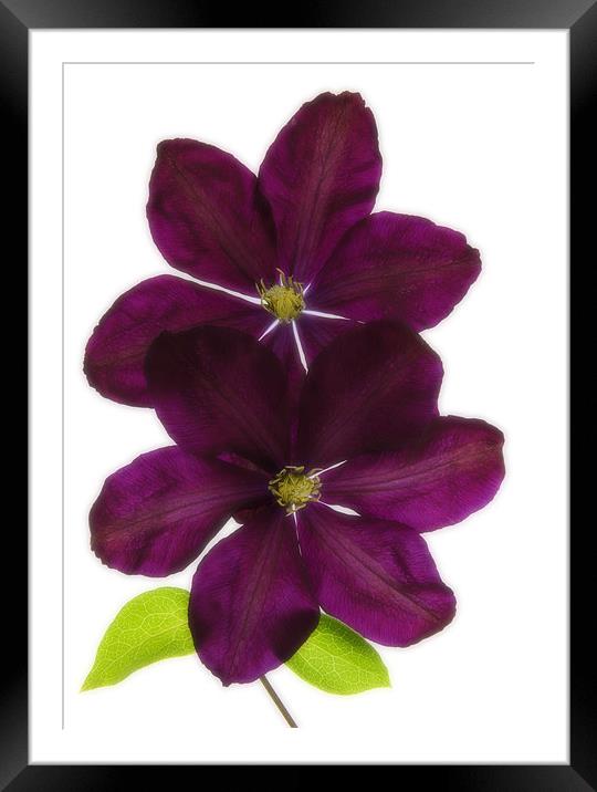 CLEMATIS Framed Mounted Print by Anthony R Dudley (LRPS)