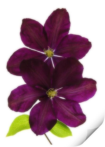 CLEMATIS Print by Anthony R Dudley (LRPS)