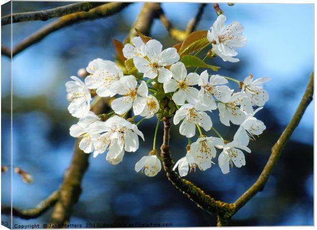 Blossom in Spring Canvas Print by Jane Metters