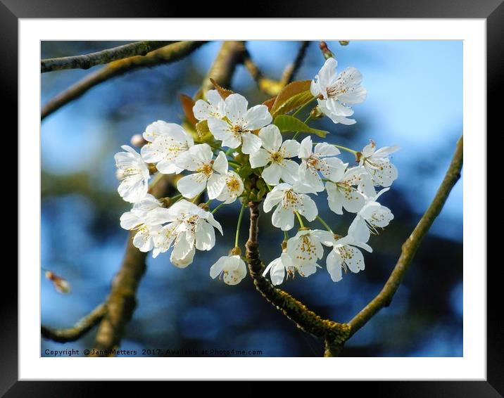 Blossom in Spring Framed Mounted Print by Jane Metters
