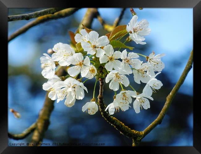 Blossom in Spring Framed Print by Jane Metters