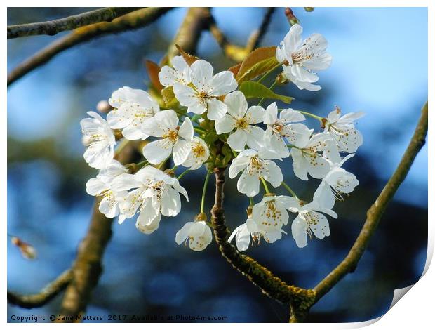 Blossom in Spring Print by Jane Metters