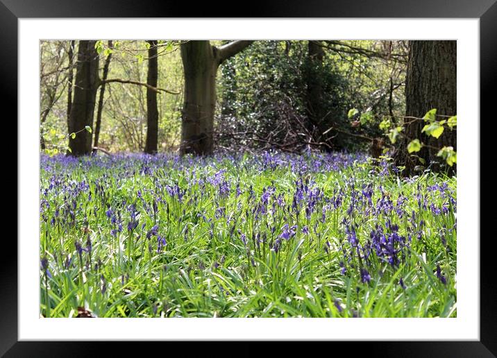 woodland bluebells  Framed Mounted Print by Louise Stainer