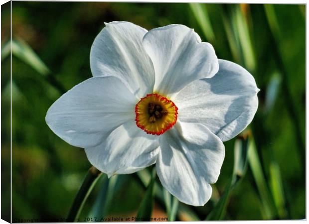 Narcissus Close-Up Canvas Print by Jane Metters