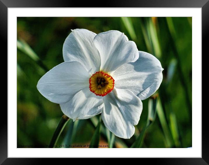 Narcissus Close-Up Framed Mounted Print by Jane Metters