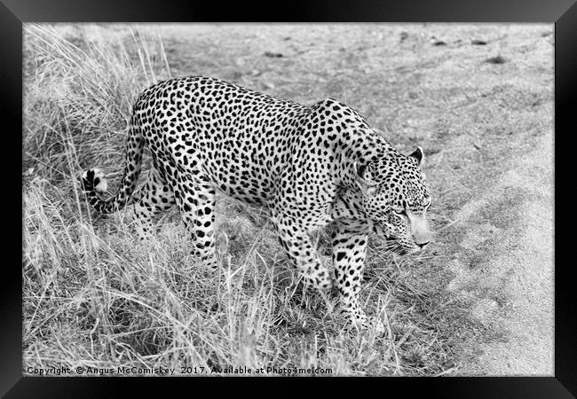 Close encounter with a leopard (mono) Framed Print by Angus McComiskey