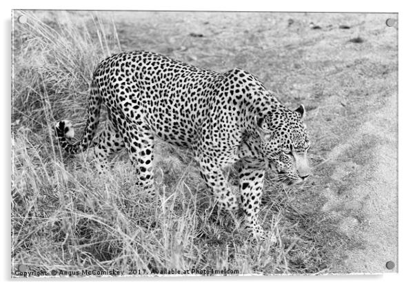 Close encounter with a leopard (mono) Acrylic by Angus McComiskey
