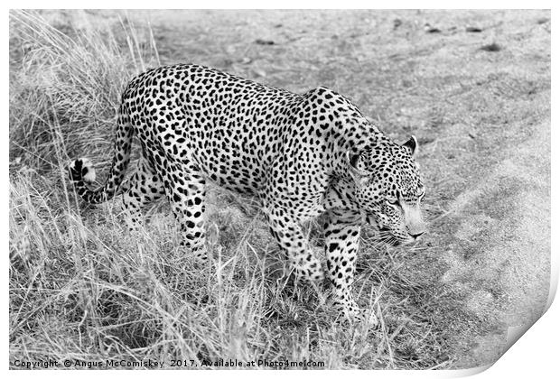 Close encounter with a leopard (mono) Print by Angus McComiskey