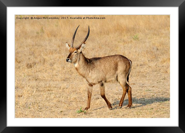 Lone male waterbuck Framed Mounted Print by Angus McComiskey