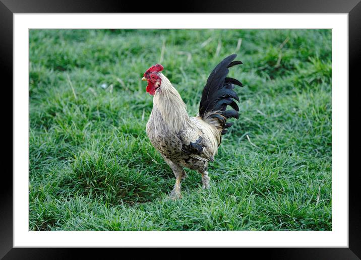 Cock_1 Framed Mounted Print by Adrian Bud