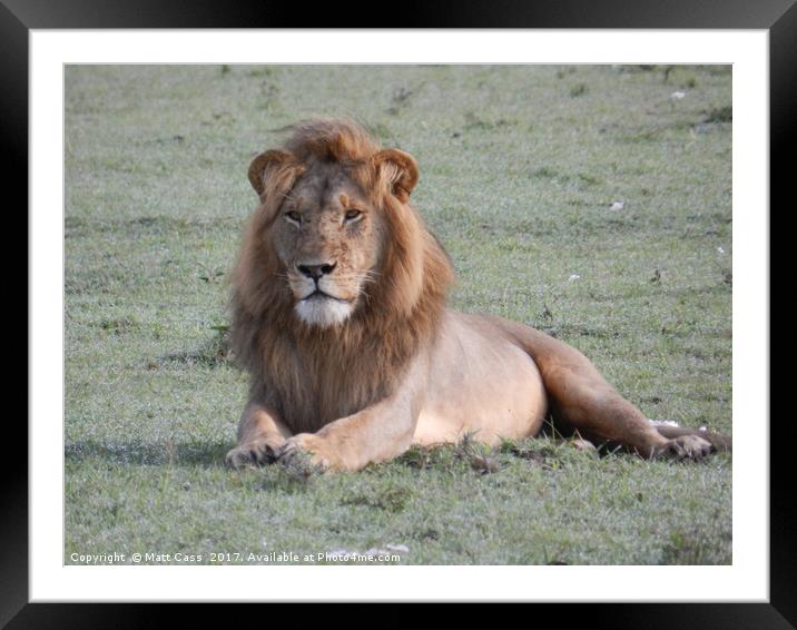 Photo of a Lion posing on the plains of the Masai. Framed Mounted Print by Matt Cass