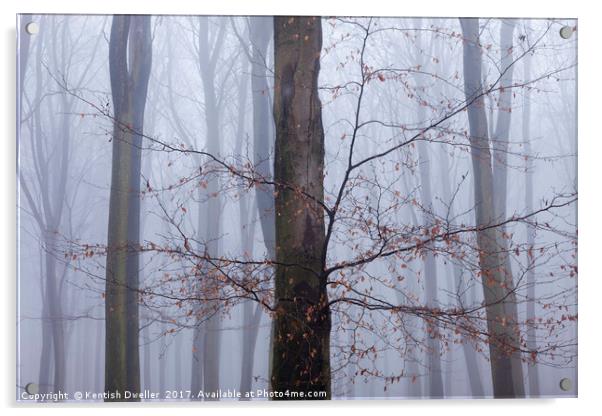Misty Beeches, King's Wood Acrylic by Kentish Dweller