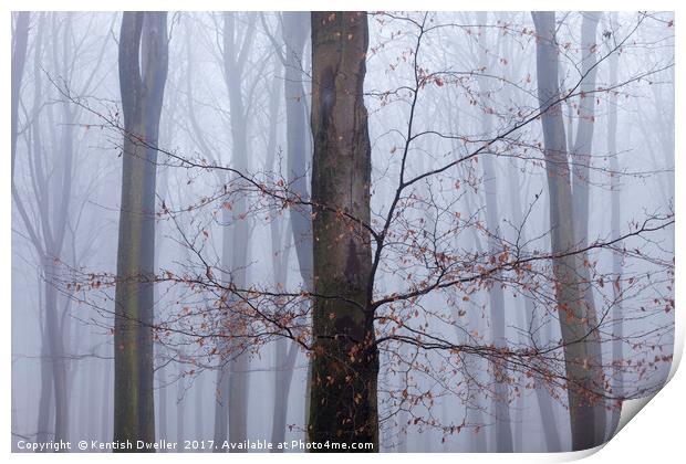 Misty Beeches, King's Wood Print by Kentish Dweller