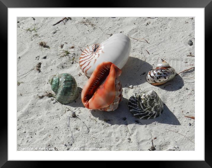 Photos of some sea shells on the beach of Mauritiu Framed Mounted Print by Matt Cass