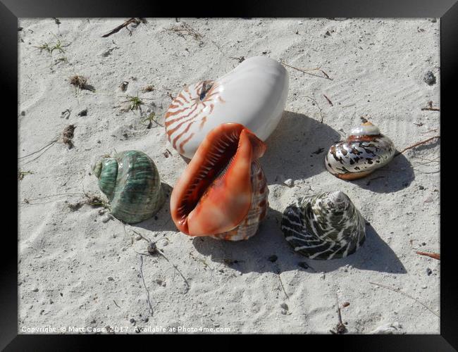 Photos of some sea shells on the beach of Mauritiu Framed Print by Matt Cass
