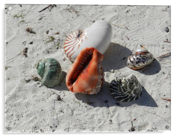 Photos of some sea shells on the beach of Mauritiu Acrylic by Matt Cass
