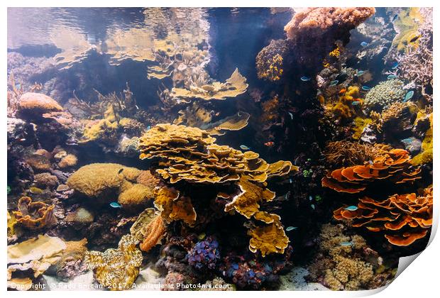 Small Coral Fish In Aquarium Print by Radu Bercan