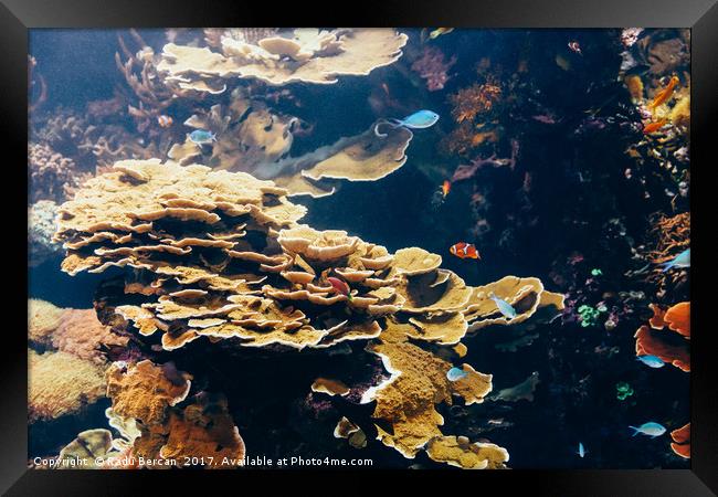 Small Coral Fish In Aquarium Framed Print by Radu Bercan