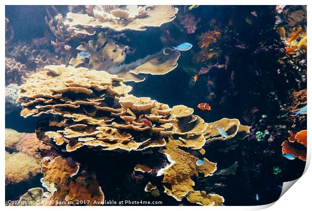 Small Coral Fish In Aquarium Print by Radu Bercan