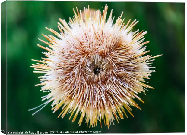 Melon Sea Urchin In Aquarium Canvas Print by Radu Bercan