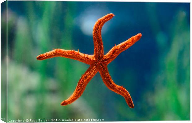 Red Starfish Macro In Aquarium Canvas Print by Radu Bercan