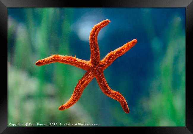 Red Starfish Macro In Aquarium Framed Print by Radu Bercan