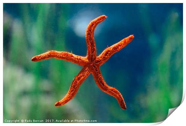 Red Starfish Macro In Aquarium Print by Radu Bercan