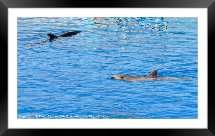 Friendly Dolphin In Blue Water Framed Mounted Print by Radu Bercan