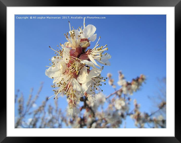 Apricot blossoms2, Framed Mounted Print by Ali asghar Mazinanian