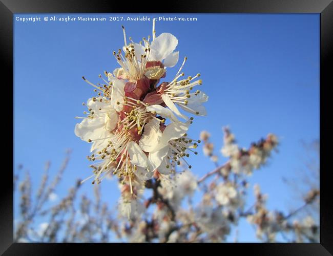 Apricot blossoms2, Framed Print by Ali asghar Mazinanian