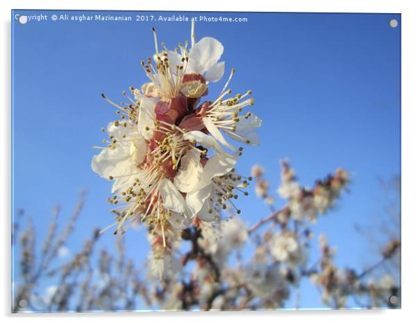 Apricot blossoms2, Acrylic by Ali asghar Mazinanian