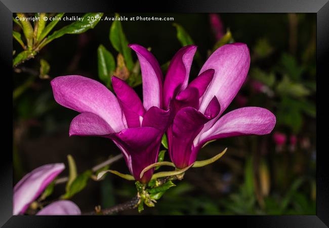Magnolia in Bloom Framed Print by colin chalkley