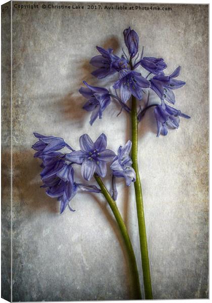 Bluebell Delight Canvas Print by Christine Lake