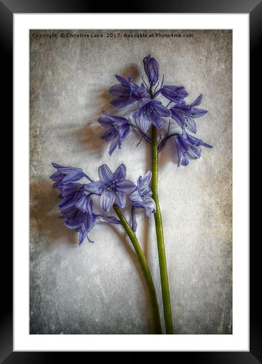 Bluebell Delight Framed Mounted Print by Christine Lake