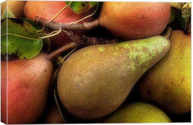 Freshly Picked Pears Canvas Print by Ann Garrett