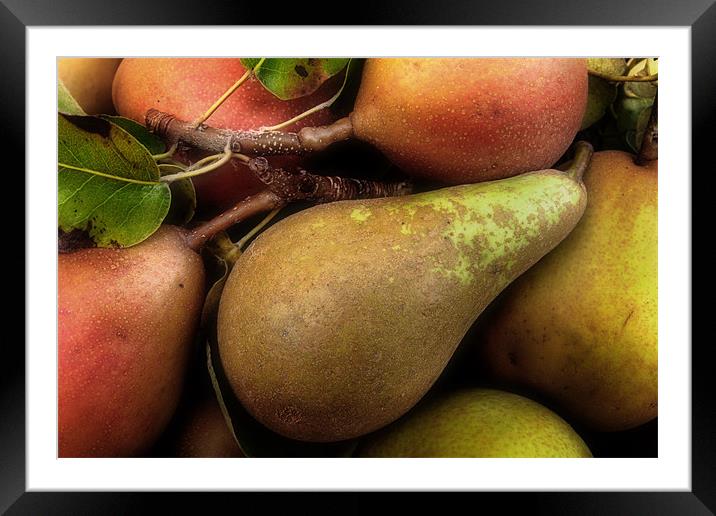 Freshly Picked Pears Framed Mounted Print by Ann Garrett
