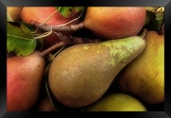 Freshly Picked Pears Framed Print by Ann Garrett