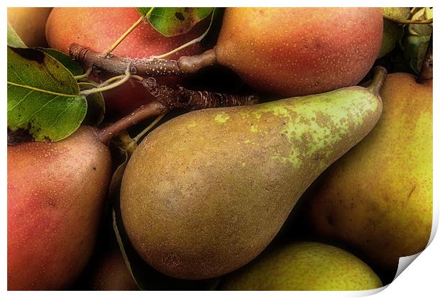 Freshly Picked Pears Print by Ann Garrett