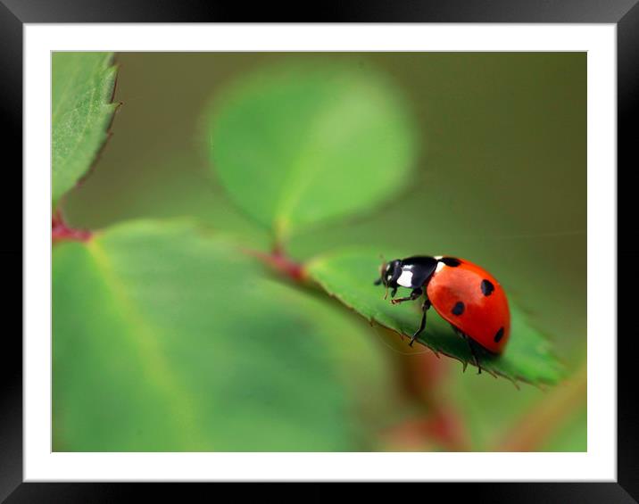 red ladybug Framed Mounted Print by Olena Ivanova