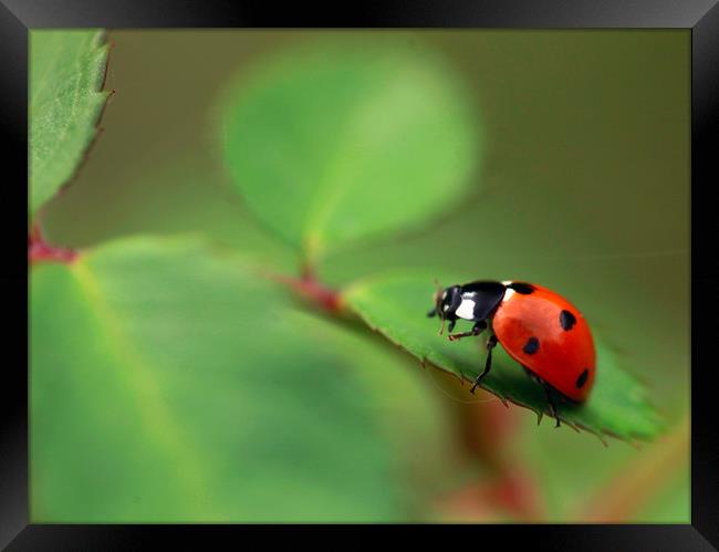 red ladybug Framed Print by Olena Ivanova