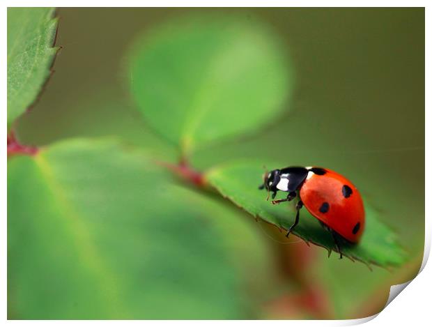 red ladybug Print by Olena Ivanova