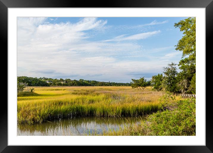 Golden Green Marsh Under Blue Skies Framed Mounted Print by Darryl Brooks