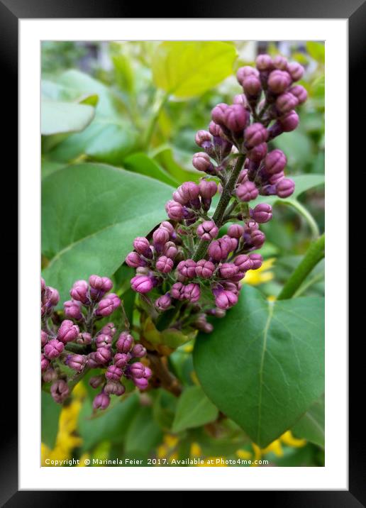 Purple lilac blooming Framed Mounted Print by Marinela Feier