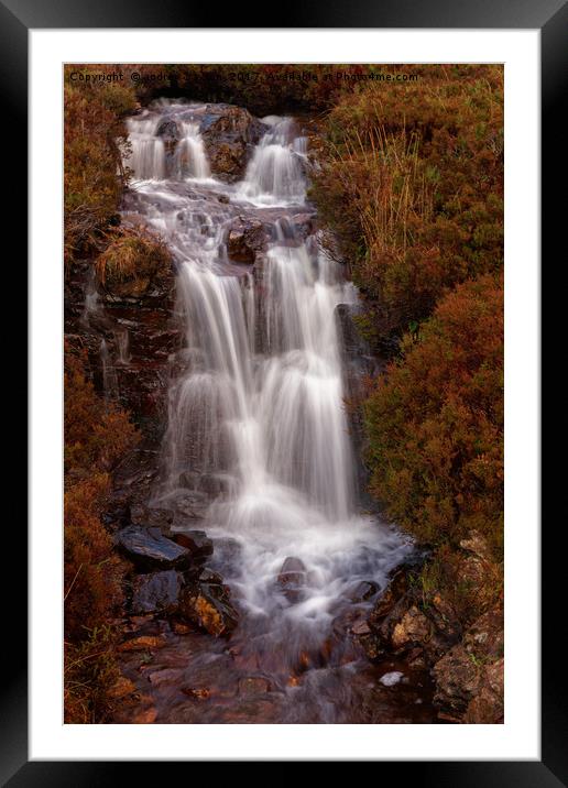 IN THE BRAMBLES Framed Mounted Print by andrew saxton