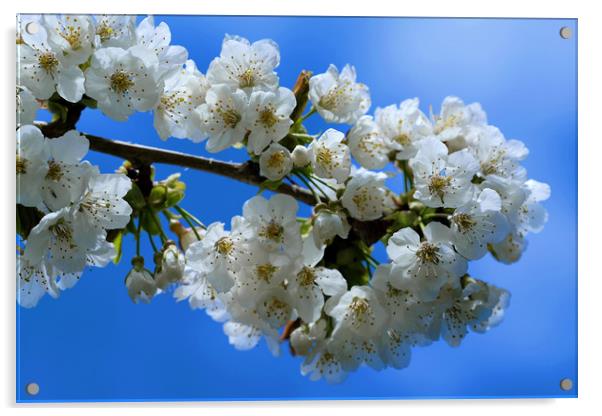 Cherry Blossom Acrylic by Tony Bates