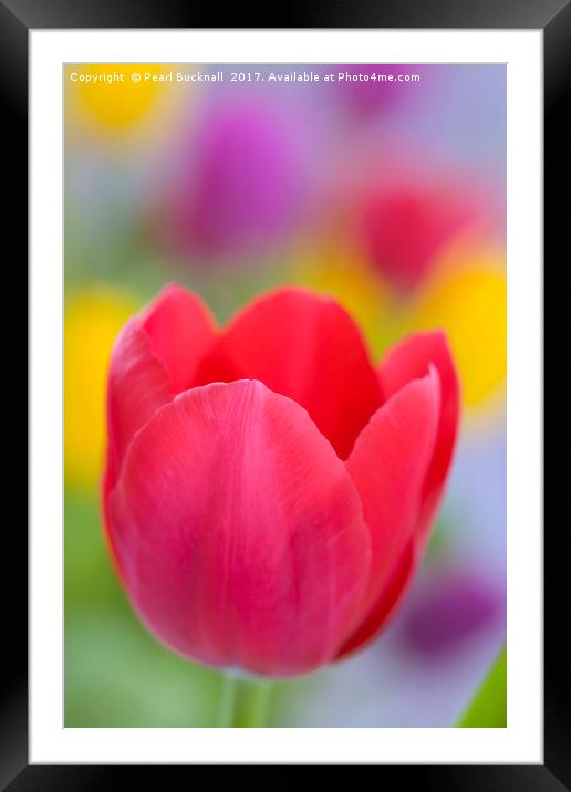 Bright Coloured Tulips Framed Mounted Print by Pearl Bucknall
